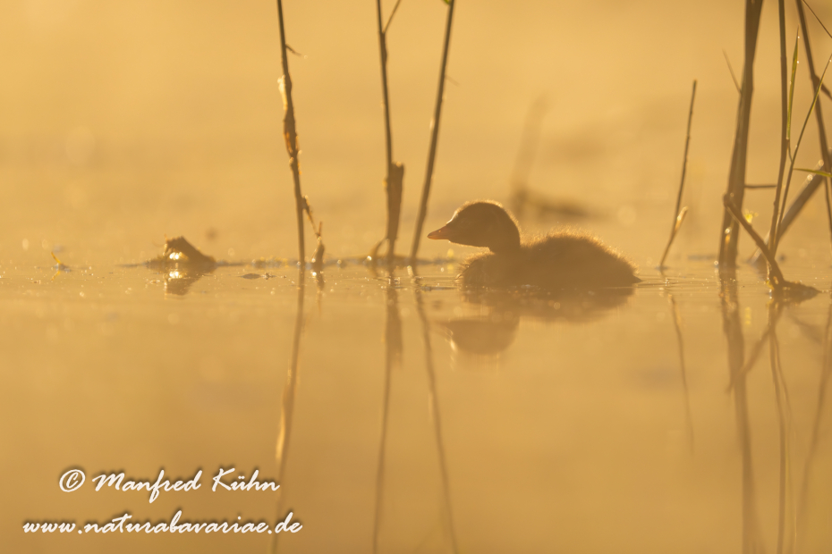 Zwergtaucher ()_0562