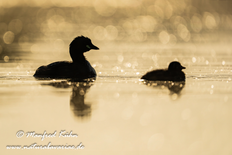 Zwergtaucher ()_0630