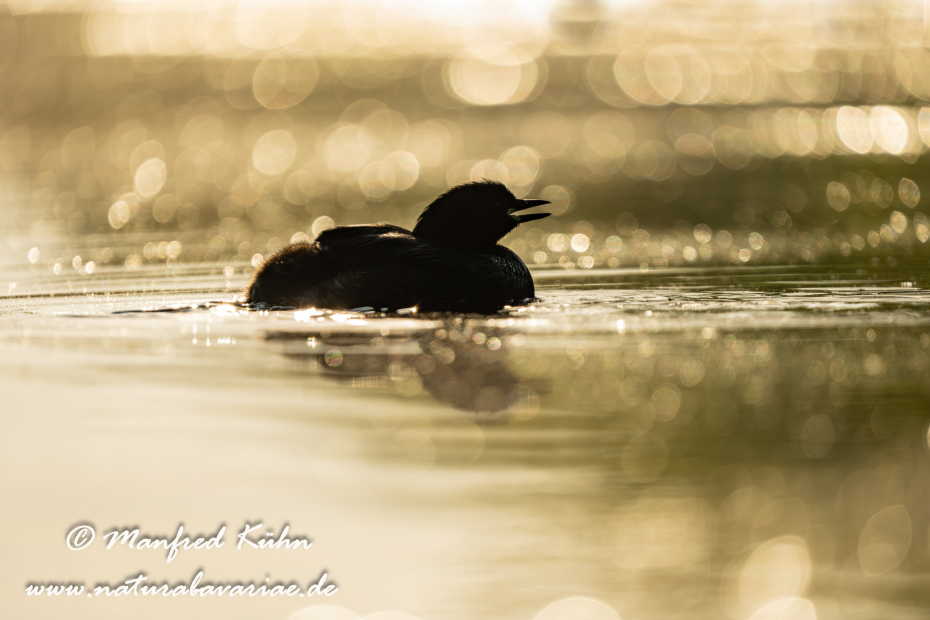 Zwergtaucher ()_0652