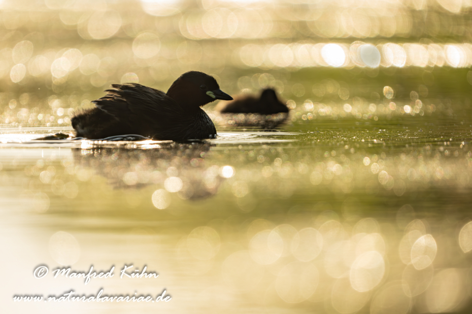 Zwergtaucher ()_0655