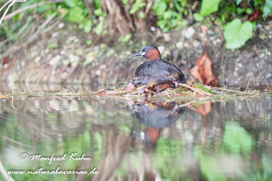 Zwergtaucher ()_0684