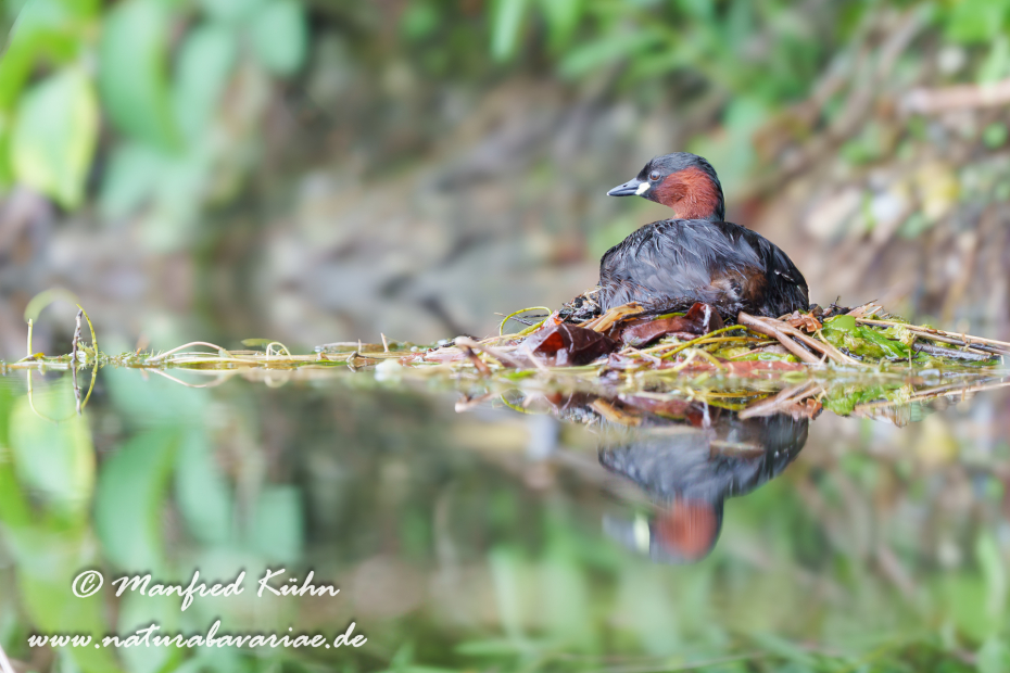 Zwergtaucher ()_0685