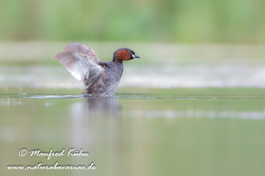 Zwergtaucher ()_0805