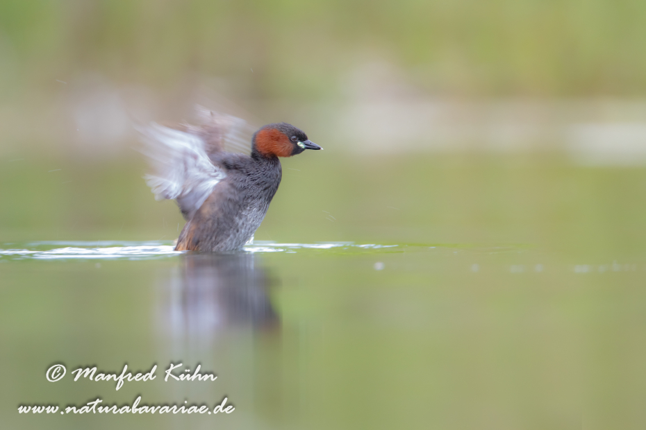 Zwergtaucher ()_0806