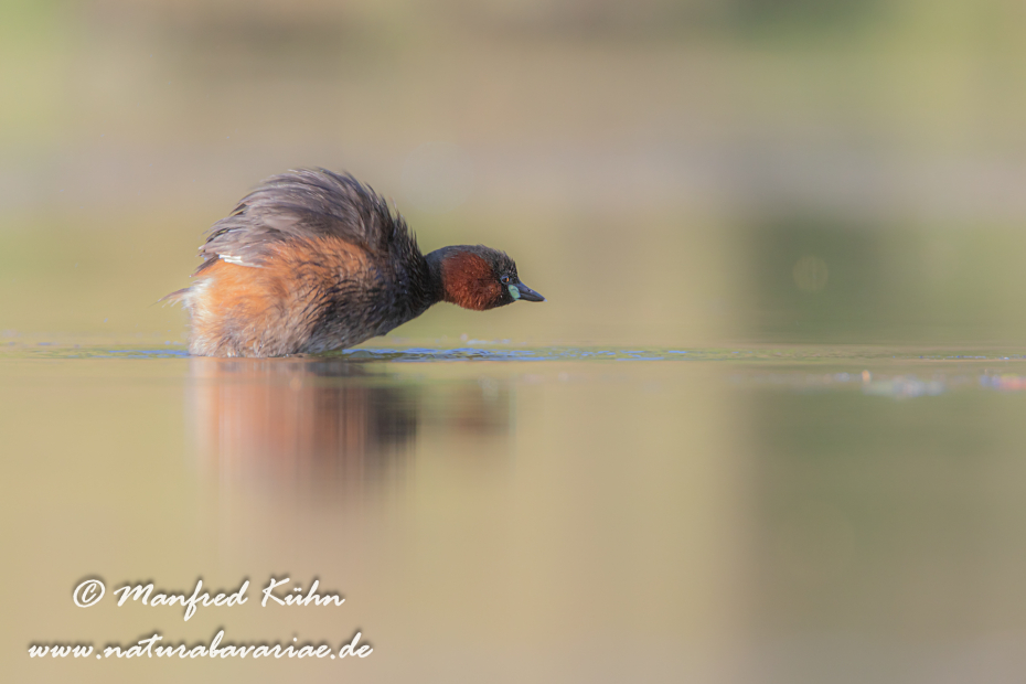 Zwergtaucher ()_0808