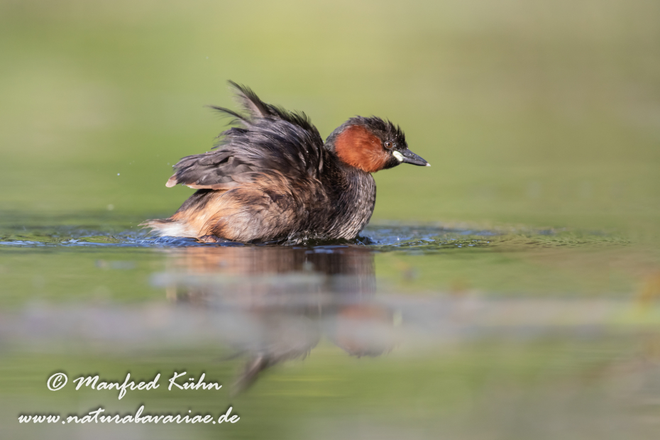 Zwergtaucher ()_0816