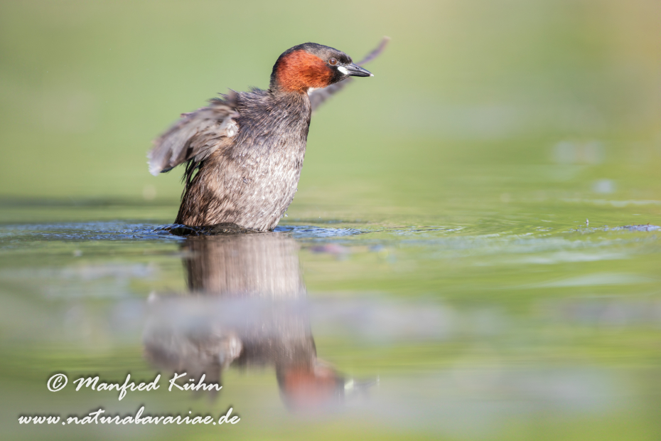 Zwergtaucher ()_0817