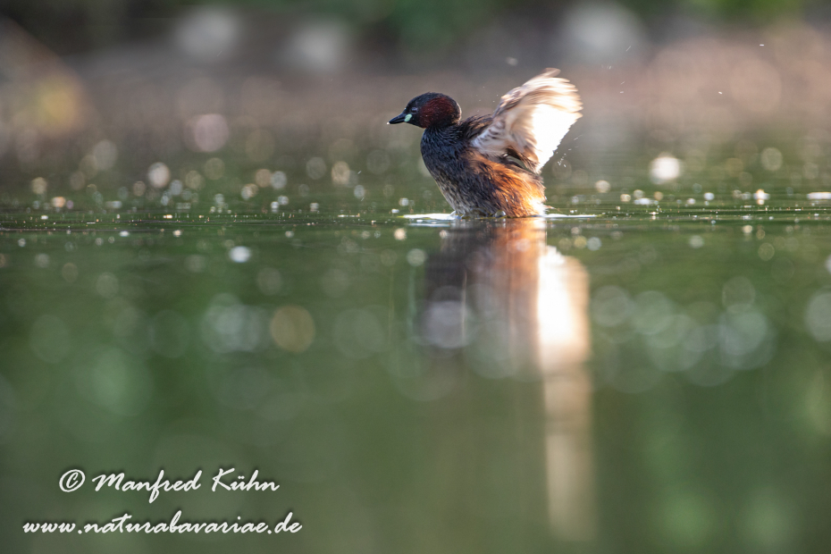 Zwergtaucher ()_0827