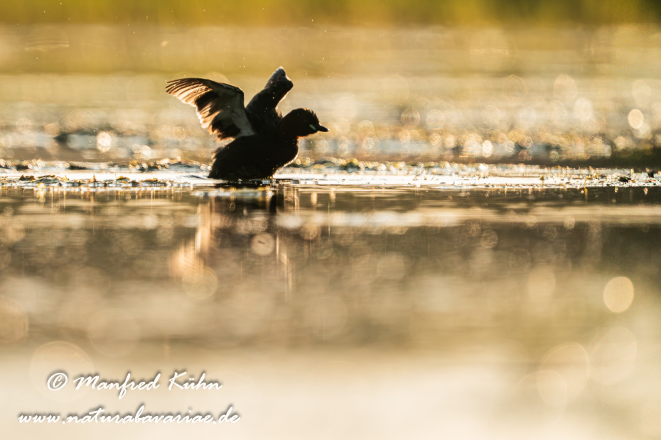 Zwergtaucher ()_0830