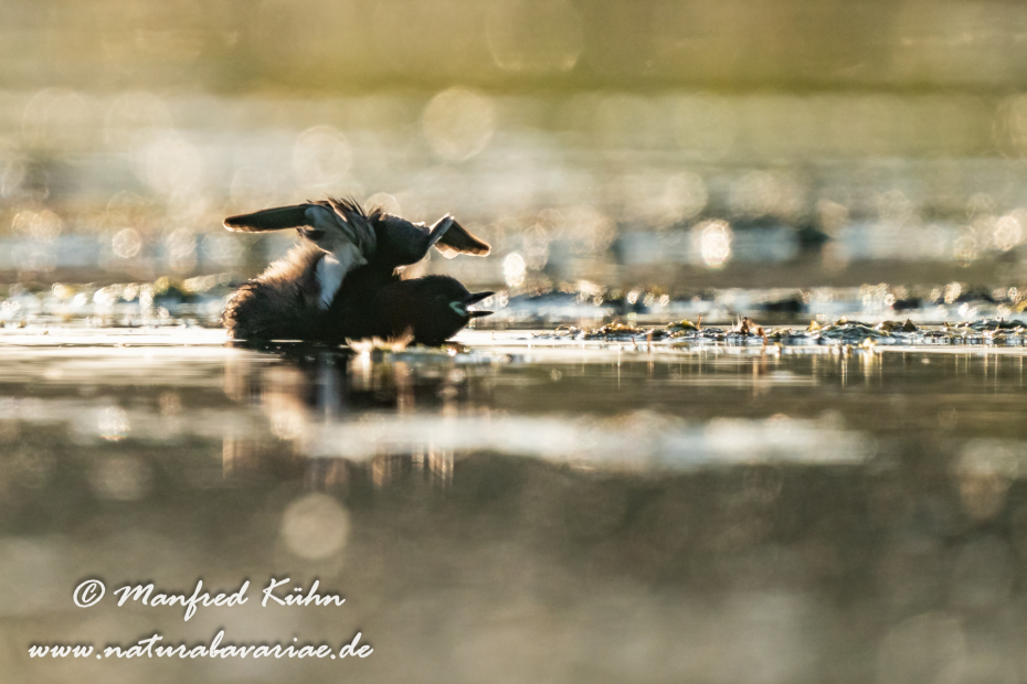 Zwergtaucher ()_0832