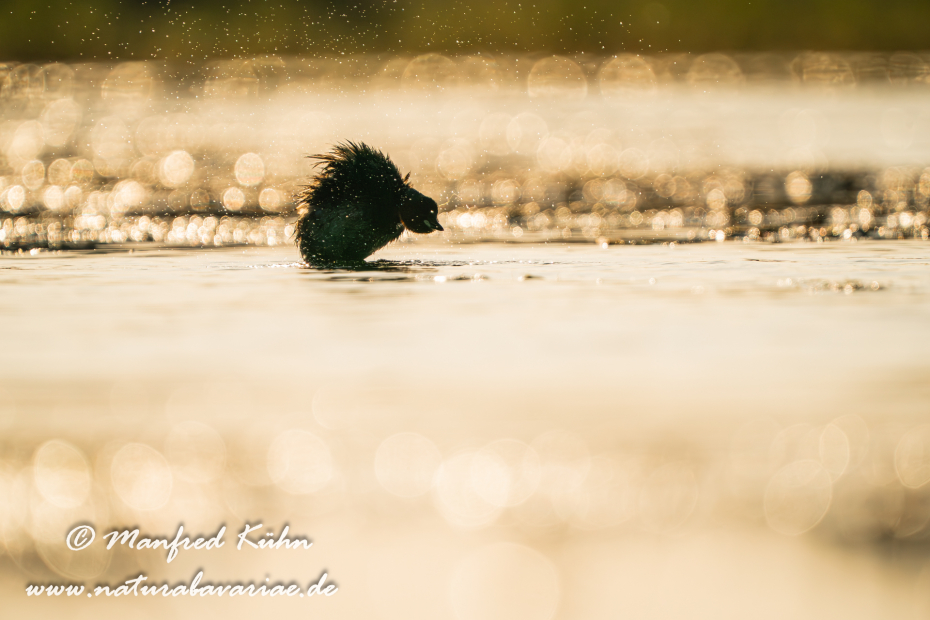 Zwergtaucher ()_0834