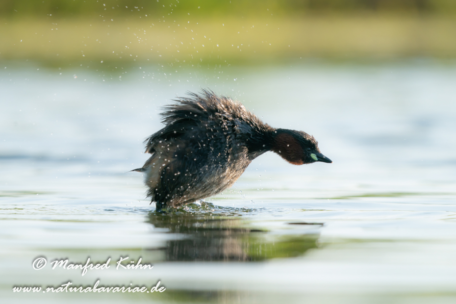 Zwergtaucher ()_0837
