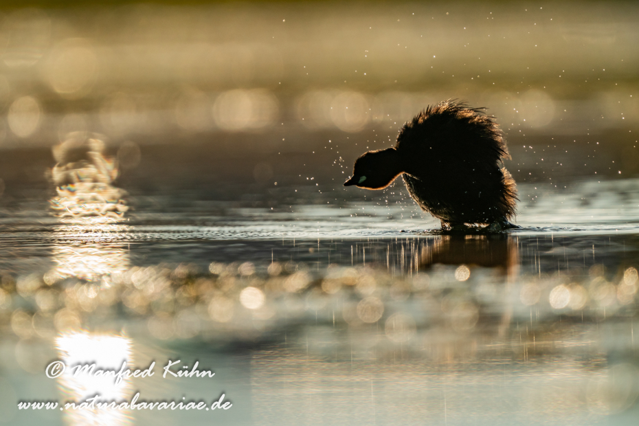 Zwergtaucher ()_0839