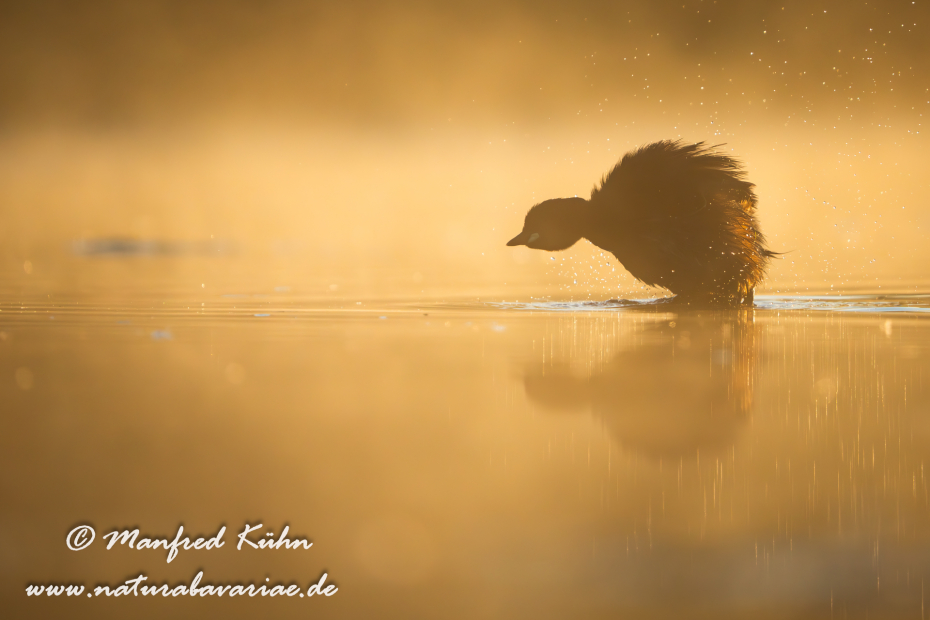 Zwergtaucher ()_0861