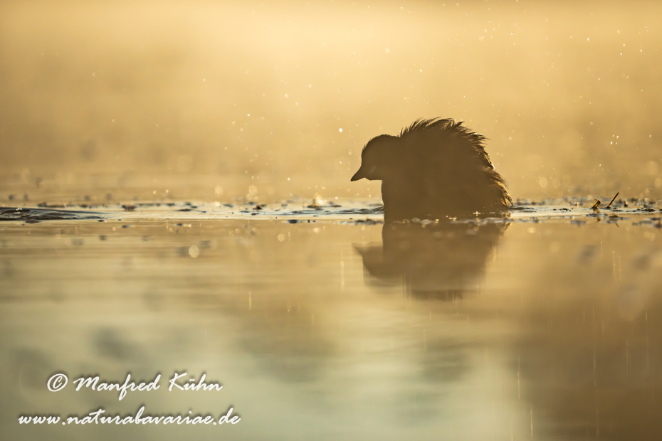 Zwergtaucher ()_0864
