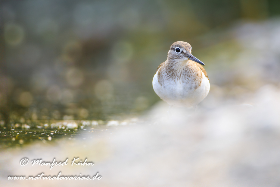 Flussuferläufer ()_0101