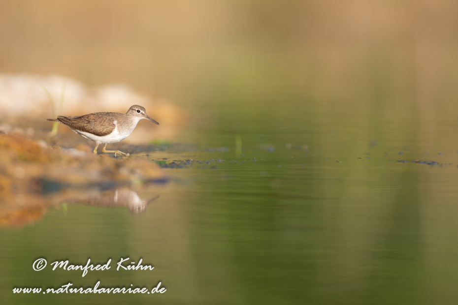 Flussuferläufer ()_0129