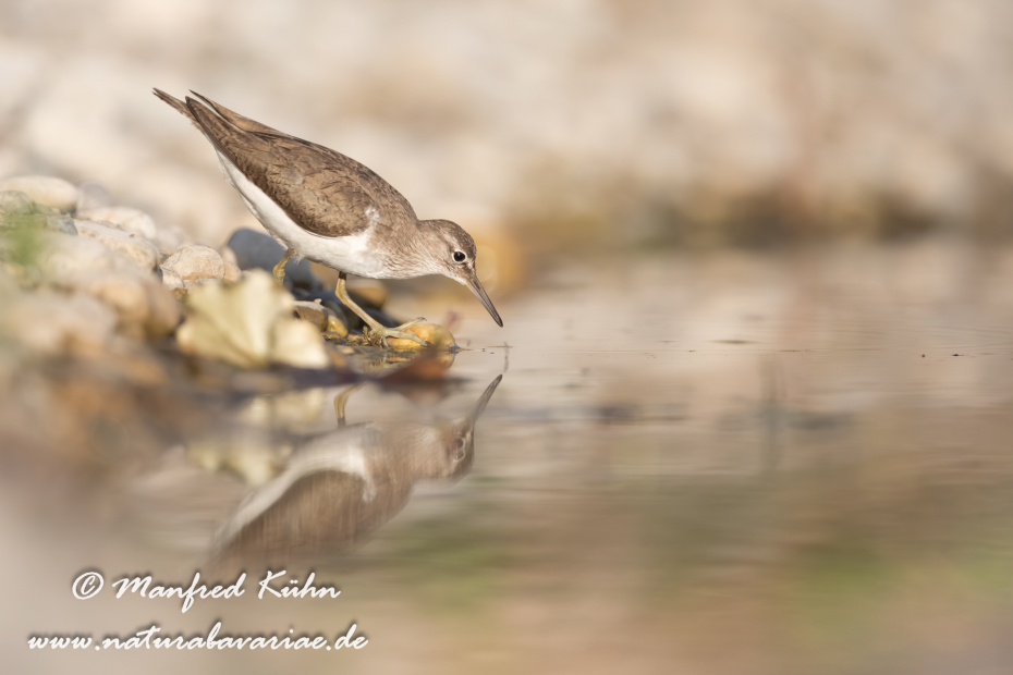 Flussuferläufer ()_0134
