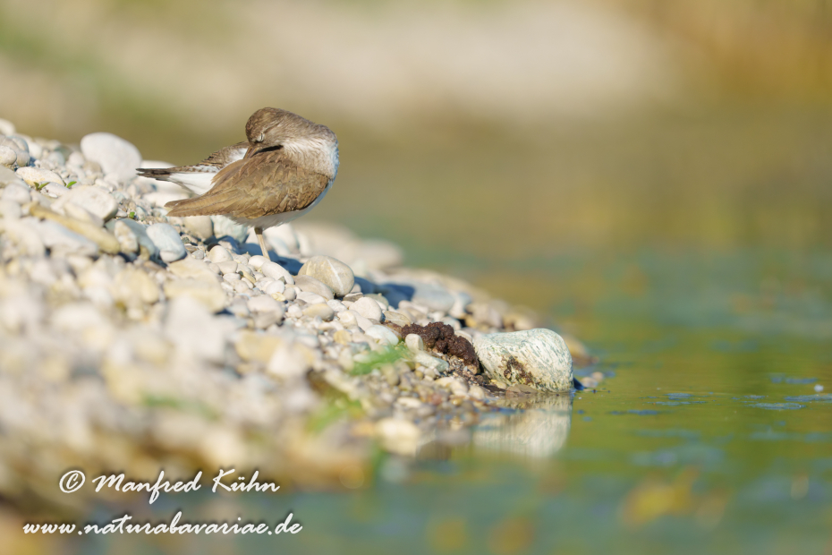 Flussuferläufer ()_0142