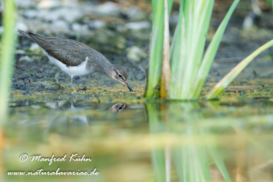 Flussuferläufer ()_0156