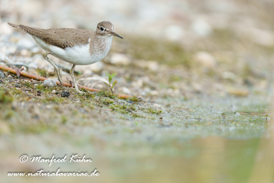 Flussuferläufer ()_0196