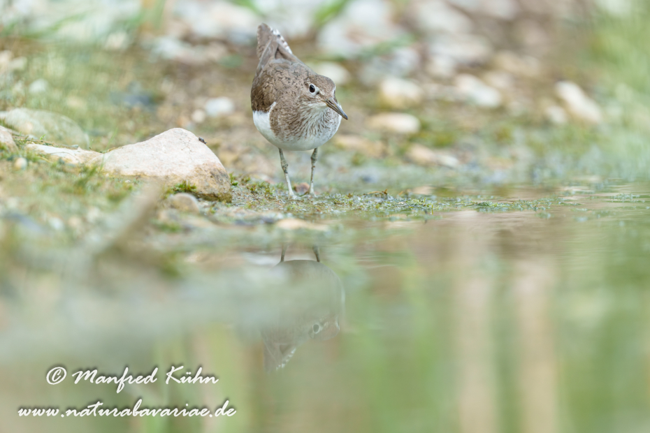 Flussuferläufer ()_0205