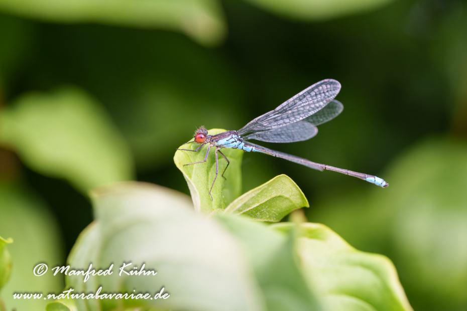 Granatauge (Kleines)_0015