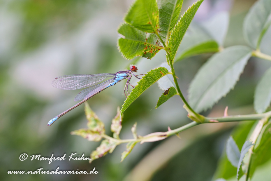Granatauge (Kleines)_0021
