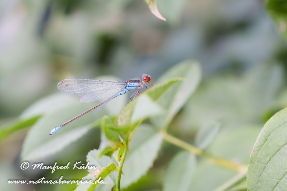 Granatauge (Kleines)_0023