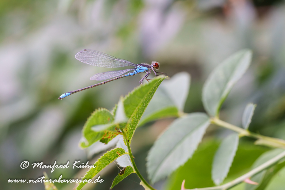 Granatauge (Kleines)_0028