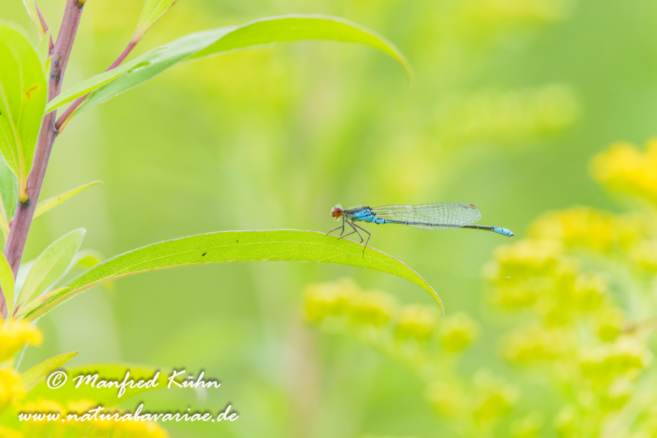 Granatauge (Kleines)_0210
