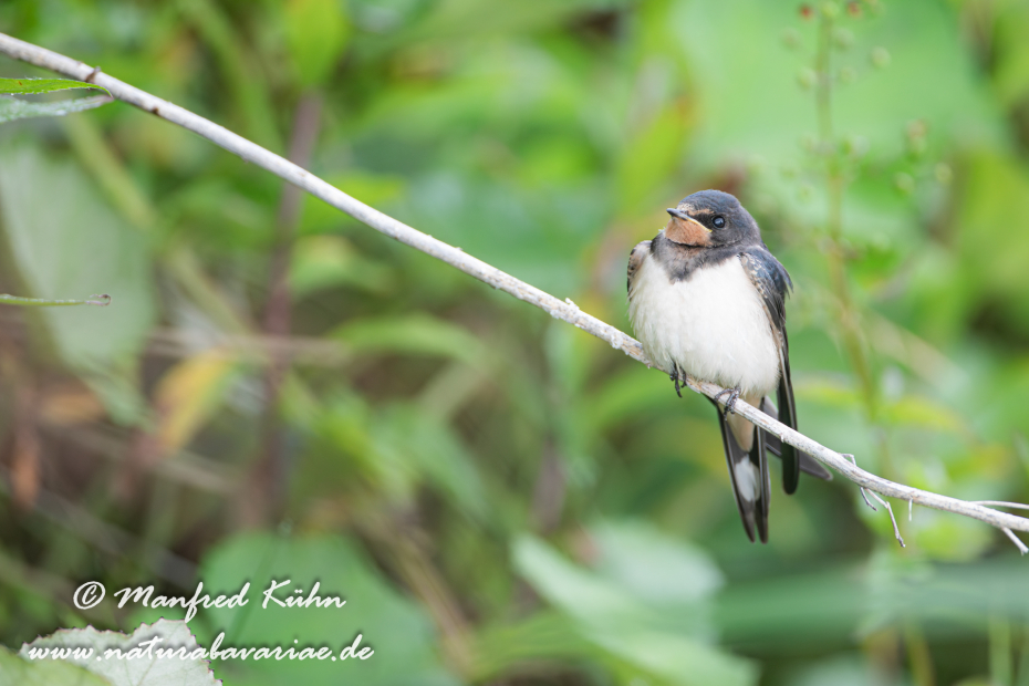 Rauchschwalbe ()_0034