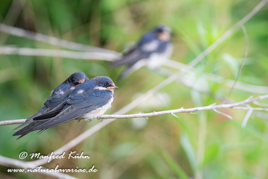 Rauchschwalbe ()_0037