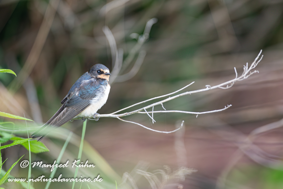 Rauchschwalbe ()_0041