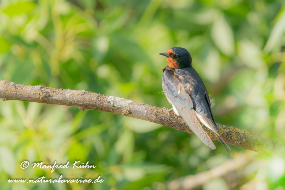Rauchschwalbe ()_0066