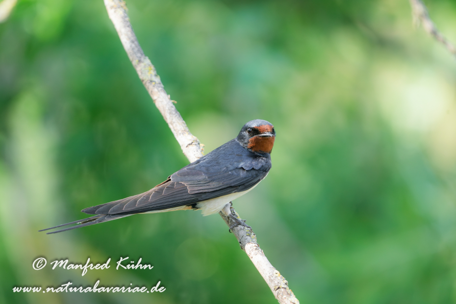 Rauchschwalbe ()_0075