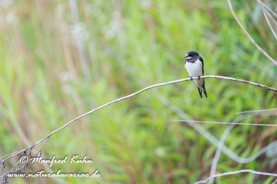 Rauchschwalbe ()_0083