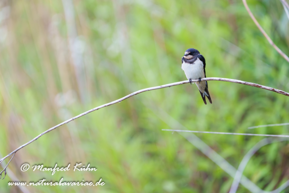 Rauchschwalbe ()_0087