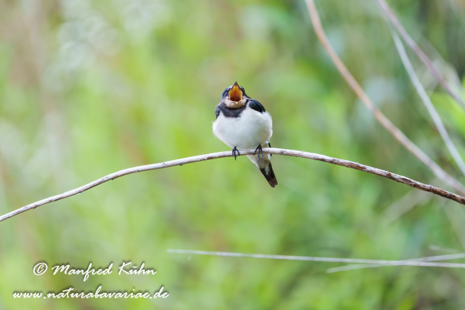 Rauchschwalbe ()_0096