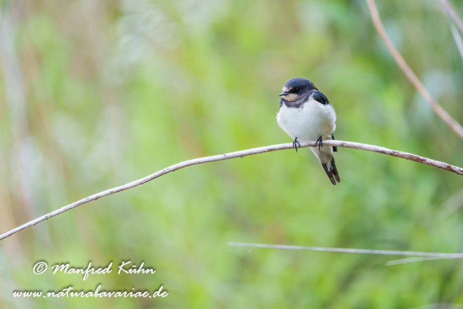Rauchschwalbe ()_0098