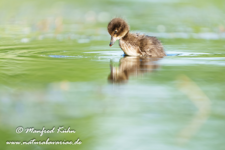 Reiherente ()_0370