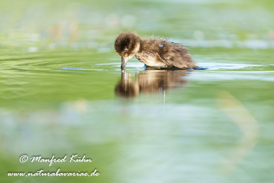 Reiherente ()_0371