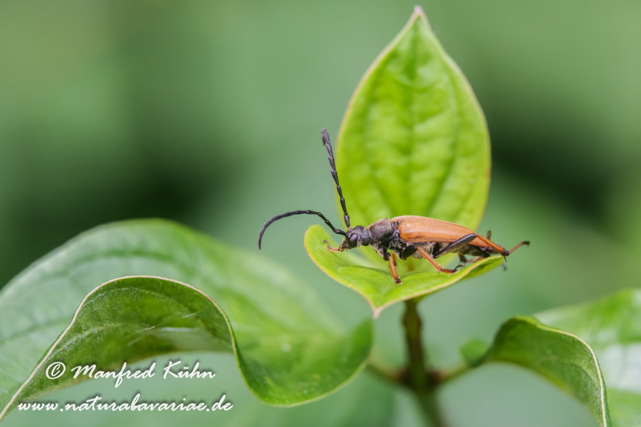 Rothalsbock (Gemeiner)_0015_1