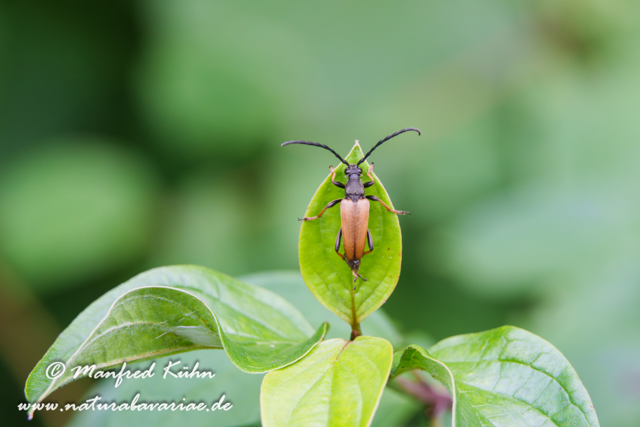 Rothalsbock (Gemeiner)_0023