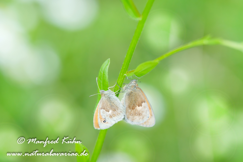 Wiesenvögelchen (Kleines)_0044