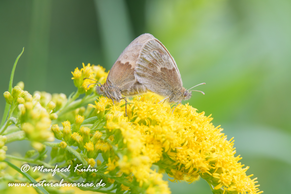 Wiesenvögelchen (Kleines)_0047