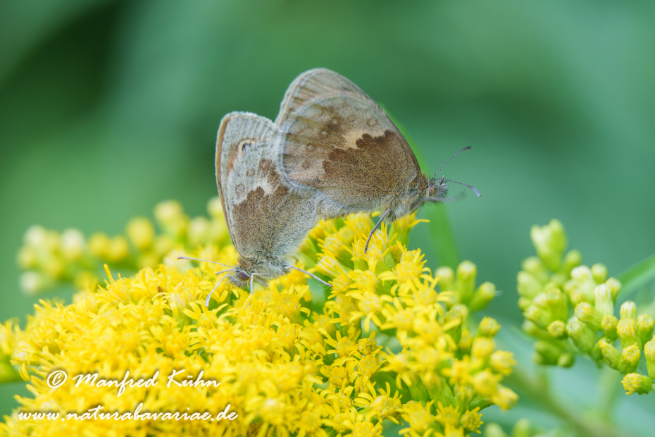 Wiesenvögelchen (Kleines)_0048