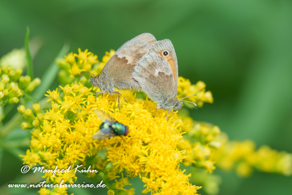 Wiesenvögelchen (Kleines)_0049