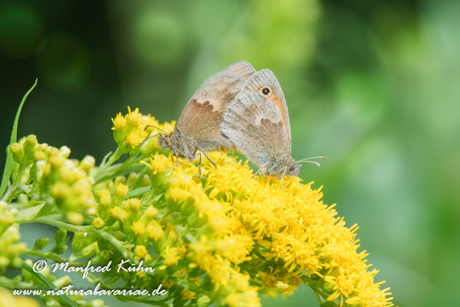 Wiesenvögelchen (Kleines)_0056