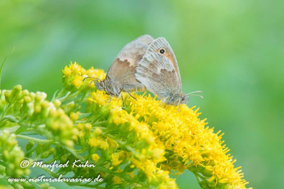 Wiesenvögelchen (Kleines)_0058